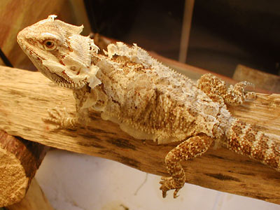 Fig. 3: bearded dragon shedding head and body skin