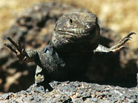 Fig. 6. Gallotia galloti male basking on hot lava, Tenerife