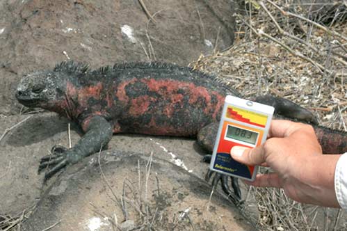 Fig.2: Marine iguana basking in sunshine