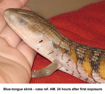 Fig. 3: photo-kerato-conjunctivitis - bluetongue skink