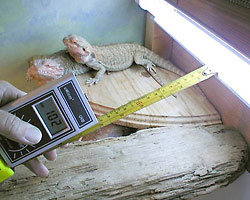 Fig.9: Recording in the Vivarium