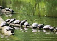 Fig.2. Red-eared slider terrapins basking